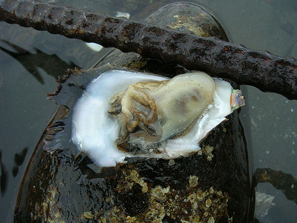 川南産牡蠣