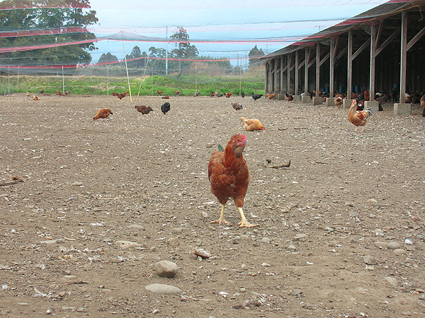鶏の牧場